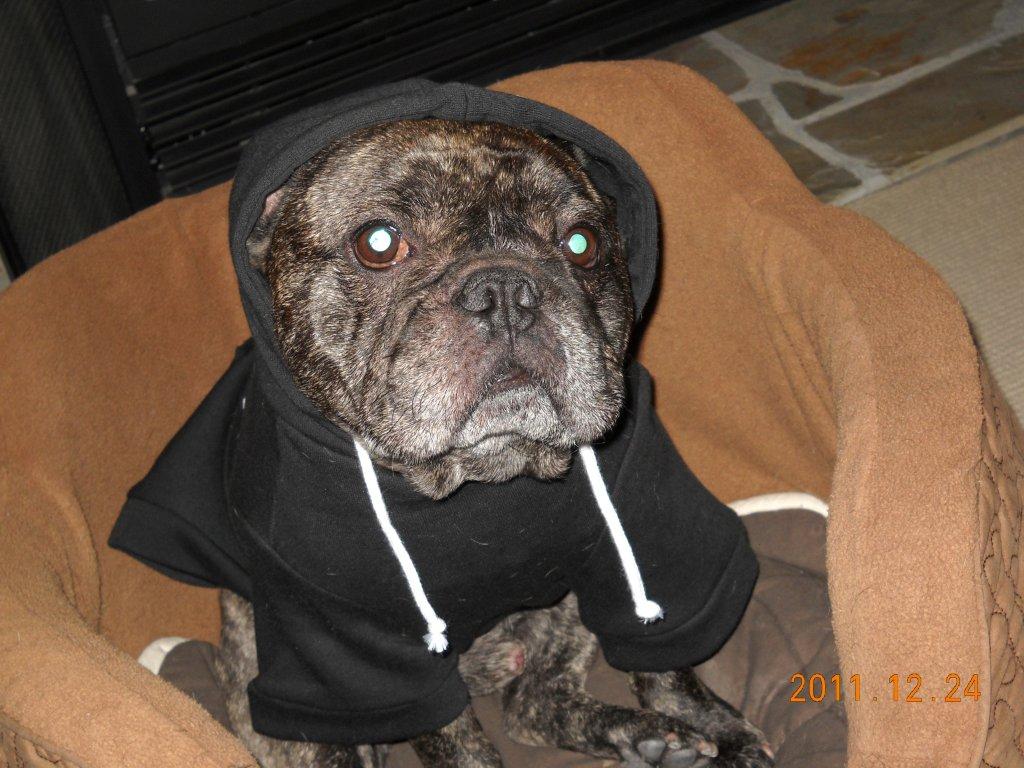 Grand-Dog Bert in X'mas Hoodie